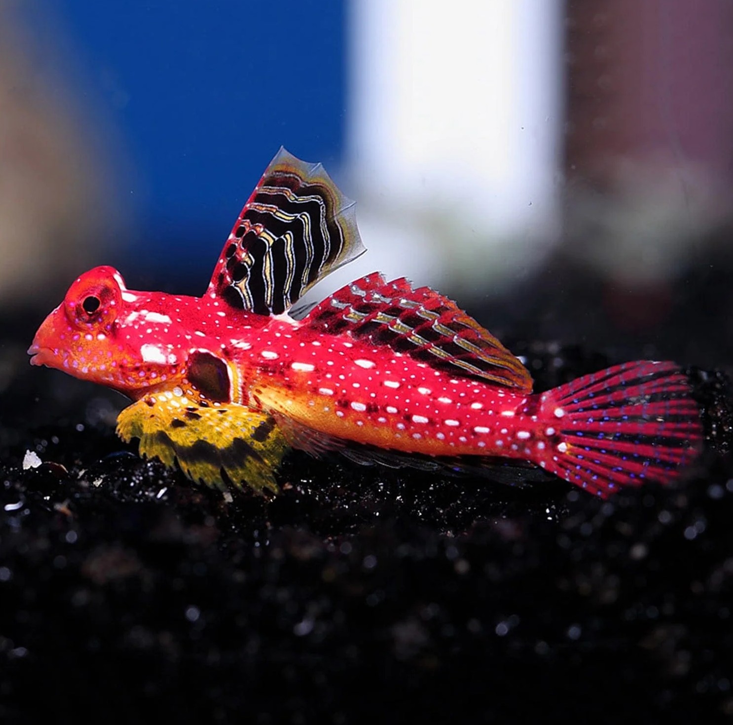 Ruby Red Dragonet — vibrant pod-eater for mature reefs
