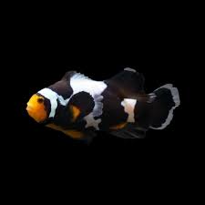 Longfin Clownfish — peaceful reef-safe favorite
